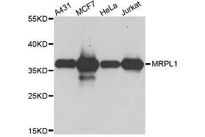 Western blot analysis of extracts of various cell lines, using MRPL1 antibody. (MRPL1 anticorps  (AA 51-325))