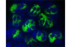 Staining of a cytospin preparation of peripheral blood mononuclear cells isolated from buffycoat. (Cathelicidin anticorps)