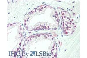 Immunohistochemistry of rabbit anti-TAF1 antibody.