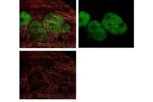 Immunofluorescence Microscopy of Rabbit anti-HDAC1 Antibody.