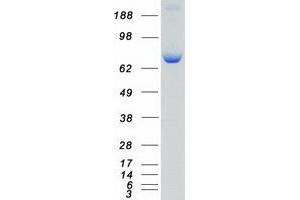 Validation with Western Blot