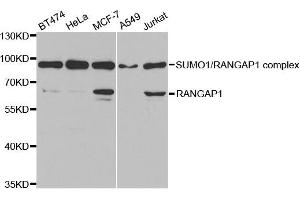 Western Blotting (WB) image for anti-Ran GTPase Activating Protein 1 (RANGAP1) antibody (ABIN1876569) (RANGAP1 anticorps)