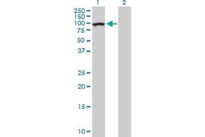 Western Blot analysis of AHI1 expression in transfected 293T cell line by AHI1 MaxPab polyclonal antibody. (AHI1 anticorps  (AA 1-609))