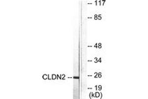 Western blot analysis of extracts from NIH-3T3 cells, using Claudin 2 Antibody. (Claudin 2 anticorps  (AA 181-230))