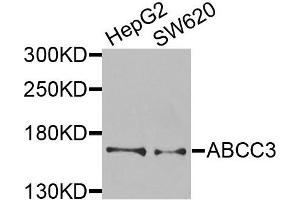 Western blot analysis of extracts of various cells, using ABCC3 antibody. (ABCC3 anticorps)