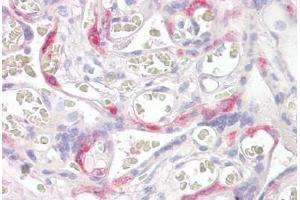 Anti-PHLDA2 antibody IHC staining of human placenta. (PHLDA2 anticorps  (AA 139-152))