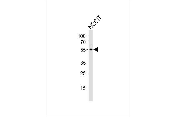 TRIM60 anticorps  (AA 177-211)