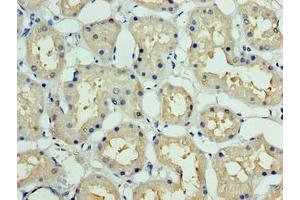 Immunohistochemistry of paraffin-embedded human kidney tissue using ABIN7149509 at dilution of 1:100 (DCUN1D1 anticorps  (AA 1-259))
