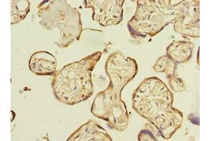 Immunohistochemistry of paraffin-embedded human placenta tissue using ABIN7151794 at dilution of 1:100 (ENKD1 anticorps  (AA 1-346))