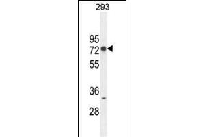 ZNF780A Antibody (N-term) (ABIN654493 and ABIN2844225) western blot analysis in 293 cell line lysates (35 μg/lane). (ZNF780A anticorps  (N-Term))