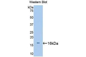 Western blot analysis of recombinant Mouse UCN3. (UCN3 anticorps  (AA 24-149))