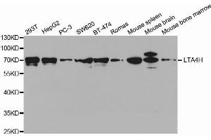 Western blot analysis of extracts of various cell lines, using LTA4H antibody. (LTA4H anticorps  (AA 312-611))