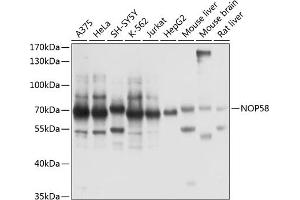 Western blot analysis of extracts of various cell lines, using NOP58 antibody  at 1:1000 dilution. (NOP58 anticorps  (AA 360-529))