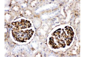 Apolipoprotein A I was detected in paraffin-embedded sections of rat kidney tissues using rabbit anti- Apolipoprotein A I Antigen Affinity purified polyclonal antibody at 1 μg/mL.