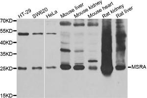 Western blot analysis of extracts of various cell lines, using MSRA antibody (ABIN5973791) at 1/1000 dilution. (MSRA anticorps)