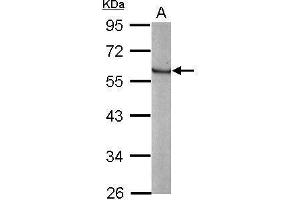 WB Image Sample (20 ug of whole cell lysate) A: human ESC 10% SDS PAGE antibody diluted at 1:3000 (KLF4 anticorps  (C-Term))