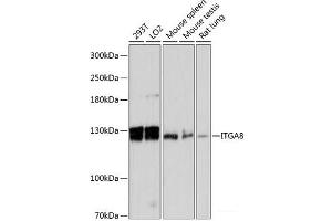 Western blot analysis of extracts of various cell lines using ITGA8 Polyclonal Antibody at dilution of 1:3000. (ITGA8 anticorps)