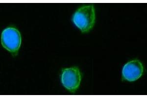 IF analysis of GLUD1/2 using anti-GLUD1/2 antibody (ABIN7602000). (GLUD1 / GLUD2 (AA 54-553) anticorps)