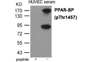 Western blot analysis of extracts from HUVEC cells treated with serum using PPAR-BP (Phospho-Thr1457) Antibody. (MED1 anticorps  (pThr1457))