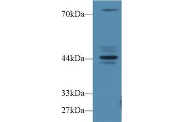 Fibrosin anticorps  (AA 1-250)