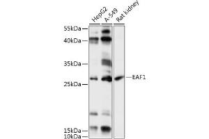 Western blot analysis of extracts of various cell lines, using E antibody (ABIN7266919) at 1:1000 dilution. (EAF1 anticorps  (AA 50-120))