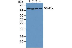Figure. (KATNA1 anticorps  (AA 8-229))