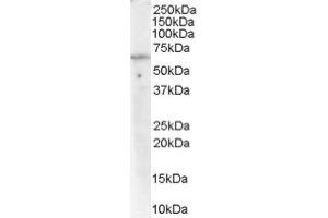 Image no. 1 for anti-Protein Phosphatase 2, Regulatory Subunit A, alpha (PPP2R1A) (C-Term) antibody (ABIN374545) (PPP2R1A anticorps  (C-Term))
