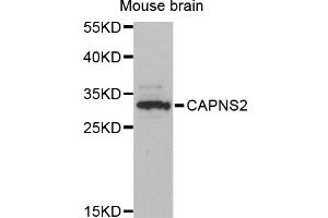 Western blot analysis of extracts of mouse brain, using CAPNS2 antibody (ABIN6293982) at 1:3000 dilution. (CAPNS2 anticorps)