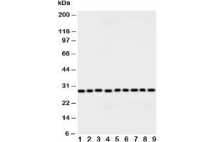Western blot testing of Peroxiredoxin 3 antibody and rat samples: 1. (Peroxiredoxin 3 anticorps  (AA 239-256))