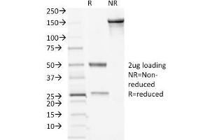 SDS-PAGE Analysis Purified Desmocollin-2/3 Mouse Monoclonal Antibody (7G6). (Desmocollin 2 anticorps  (Extracellular Domain))