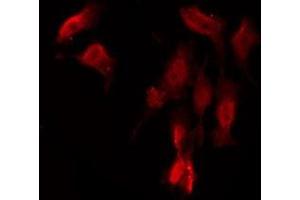 ABIN6276026 staining Hela by IF/ICC. (GPRC6A anticorps  (Internal Region))