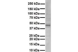 WB Suggested Anti-NR1I2 antibody Titration: 1 ug/mL Sample Type: Human liver (NR1I2 anticorps  (N-Term))