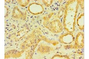 Immunohistochemistry of paraffin-embedded human kidney tissue using ABIN7158861 at dilution of 1:100