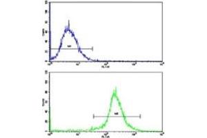 Flow cytometric analysis of HepG2 cells using Nestin antibody (bottom histogram) compared to a negative control cell (top histogram).