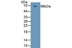 Detection of Recombinant Kim1, Human using Polyclonal Antibody to Kidney Injury Molecule 1 (Kim1) (HAVCR1 anticorps  (AA 21-293))