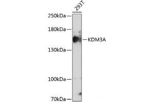 Western blot analysis of extracts of 293T cells using KDM3A Polyclonal Antibody at dilution of 1:1000. (KDM3A anticorps)