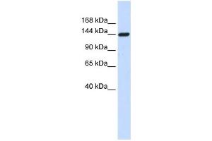 Western Blotting (WB) image for anti-Dishevelled Associated Activator of Morphogenesis 1 (DAAM1) antibody (ABIN2459853) (DAAM1 anticorps)