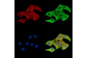 ABIN7096566 and ABIN7100630 staining Hela cells by IF/ICC. (FUNDC1 anticorps)