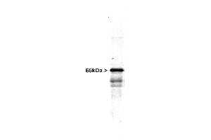 Western blot of NIH 3T3 cells showing specific immunolabeling of the ~50k Vimentin protein. (Vimentin anticorps)