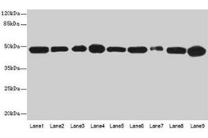 Western blot All lanes: GOT2 antibody at 3 μg/mL Lane 1: A431 whole cell lysate Lane 2: HepG2 whole cell lysate Lane 3: Mouse muscle tissue Lane 4: Mouse spleen tissue Lane 5: MCF-7 whole cell lysate Lane 6: Hela whole cell lysate Lane 7: LO2 whole cell lysate Lane 8: 293T whole cell lysate Lane 9: HL60 whole cell lysate Secondary Goat polyclonal to rabbit IgG at 1/10000 dilution Predicted band size: 48, 44 kDa Observed band size: 48 kDa (GOT2 anticorps  (AA 33-279))