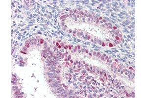 Anti-MARCH7 antibody IHC of human uterus. (MARCH7 anticorps  (AA 334-344))