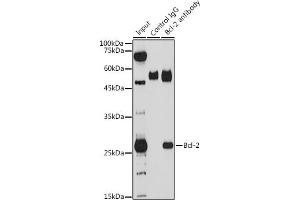 Immunoprecipitation analysis of 200 μg extracts of THP-1 cells using 3 μg Bcl-2 antibody (ABIN6134233, ABIN6137496, ABIN6137498 and ABIN6213667). (Bcl-2 anticorps)