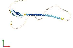 AlphaFold protein structure predicition of Human Recombinant SUSD3 Protein, UniprotID Q96L08