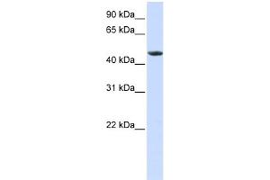 WB Suggested Anti-RXRA Antibody Titration:  0. (Retinoid X Receptor alpha anticorps  (N-Term))