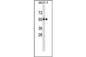 Western blot analysis of CD113 / Nectin 3 Antibody (C-term) in MCF-7 cell line lysates (35ug/lane). (nectin-3 anticorps  (C-Term))