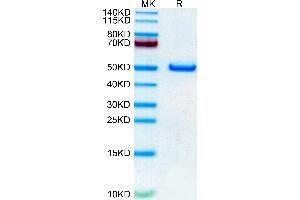 Human NTS1 on Tris-Bis PAGE under reduced condition. (Neurotensin Protein (NTS) (AA 24-163) (Fc Tag))