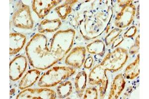 Immunohistochemistry of paraffin-embedded human kidney tissue using ABIN7144352 at dilution of 1:100