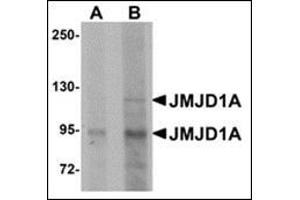 Western blot analysis of JMJD1A in mouse liver tissue lysate with this product at (A) 1 and (B) 2 μg/ml. (KDM3A anticorps  (N-Term))