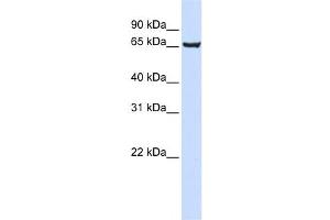 Western Blotting (WB) image for anti-SRY (Sex Determining Region Y)-Box 13 (SOX13) antibody (ABIN2460022) (SOX13 anticorps)