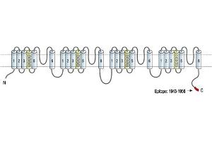 Representative domain view of the target of ABIN7043653.